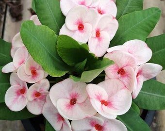 1 &quot;Orchidia&quot; Crown Of Thorns Plant Euphorbia Milii Starter Plants Well Rooted Tropical Perennial Flower Flowers Cactus House Plant