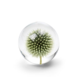 Handmade Daisy Flower Paperweight, 7 cm, White Thistle