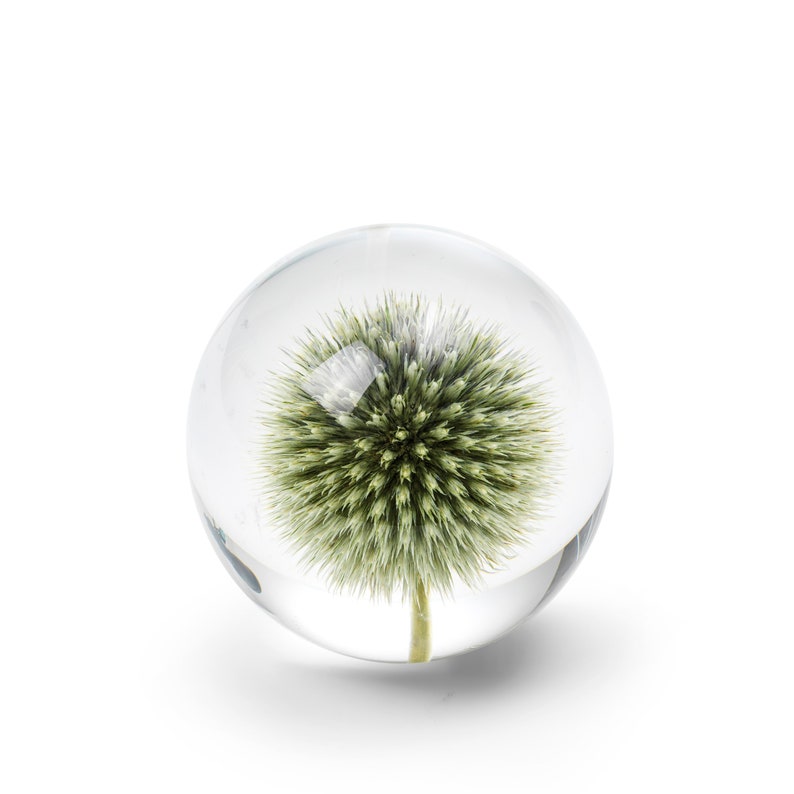 Handmade Daisy Flower Paperweight, 7 cm, White Thistle