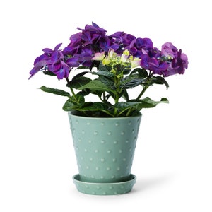 En Flore Astrid Pot / Panter y Platillo, Verde