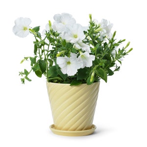 Op de afbeelding: Een witte petuniaplant in een gele, spiraalvormige keramische pot. De pot heeft een bijpassende schotel.