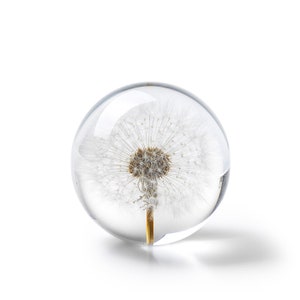 May include: A clear glass paperweight with a dandelion seed head encased inside. The dandelion is centered in the glass sphere, with a brown seed head and white, fluffy seeds. The paperweight sits on a white surface.