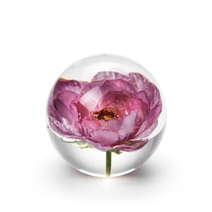 In Flore Dandelion Rose Pfingstrose, 8cm, rosa