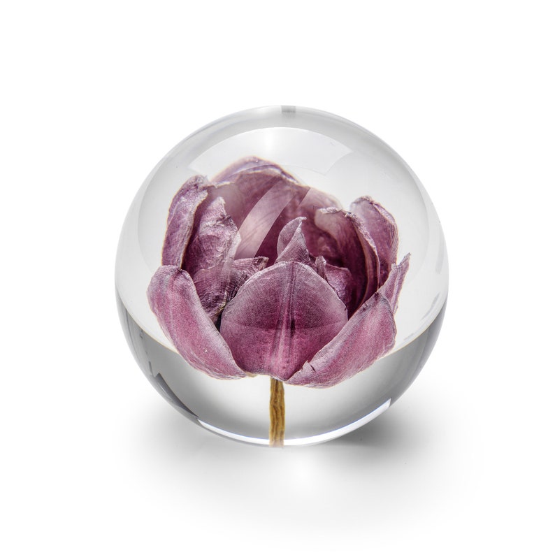 K&ouml;nnte beinhalten: Ein klarer Glasbriefbeschwerer mit einer lila Tulpenblume. Die Bl&uuml;te ist in der Glaskugel eingeschlossen, mit ihren Bl&uuml;tenbl&auml;ttern und Stiel sichtbar. Der Briefbeschwerer hat eine kugelf&ouml;rmige Form und erzeugt einen Lupeneffekt.