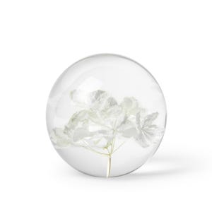 May include: A clear glass paperweight with a white flower encased inside. The flower has delicate, layered petals and a thin, yellow stem. The paperweight is spherical and sits on a white surface.