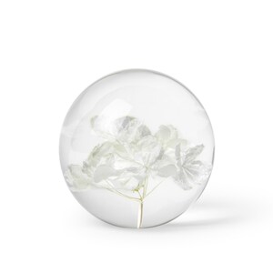 K&ouml;nnte beinhalten: Ein klarer Glas-Briefbeschwerer mit einer wei&szlig;en Blume im Inneren. Die Blume hat zarte, geschichtete Bl&uuml;tenbl&auml;tter und einen d&uuml;nnen, gelben Stiel. Der Briefbeschwerer ist kugelf&ouml;rmig.