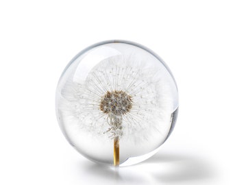 In Flore Dandelion presse-papier, 8 cm, wit