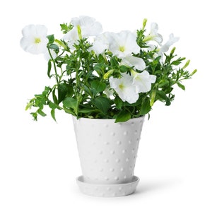 In Flore Astrid Pot / Planter and Saucer, White