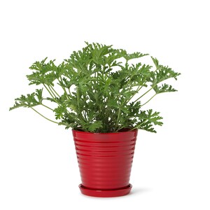 Può includere: Una pianta in vaso con foglie verdi in un vaso di ceramica rosso con un sottovaso abbinato.