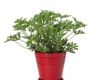 In Flore Lena Handmade Flowerpot and Saucer, Red, 17 cm