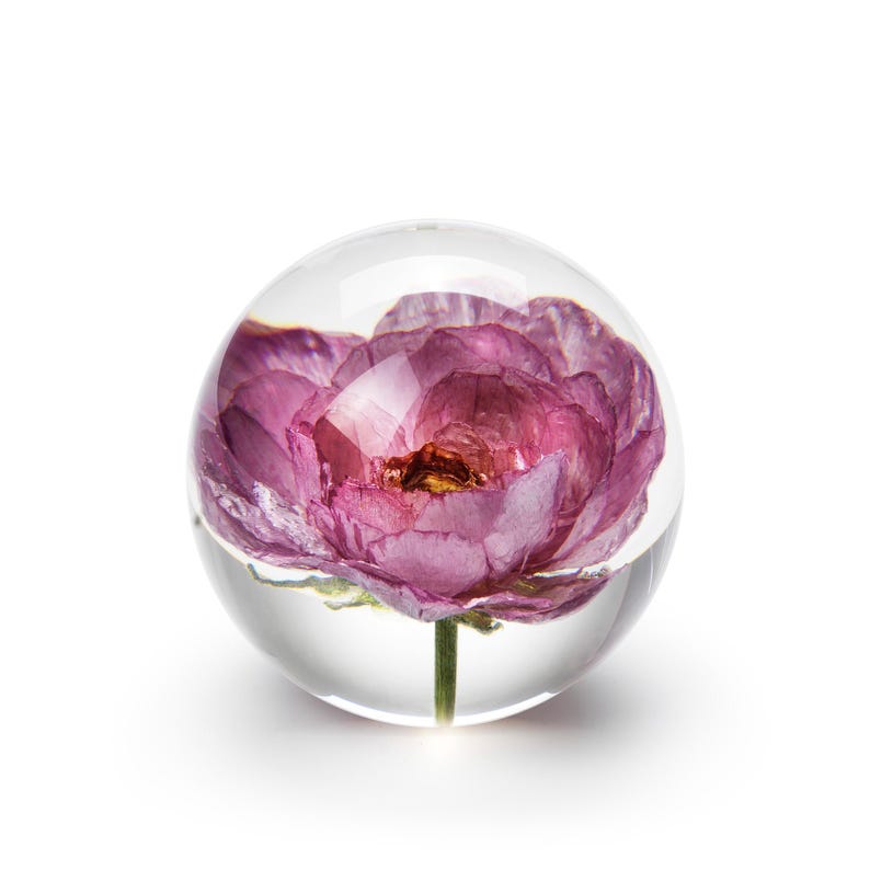 May include: A clear glass paperweight encases a vibrant pink flower. The flower's petals are a deep magenta hue, with a touch of gold at the center. The stem is a slender green, and the paperweight is spherical.
