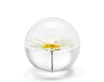 In Flore Daisy Paperweight, 7 cm, White