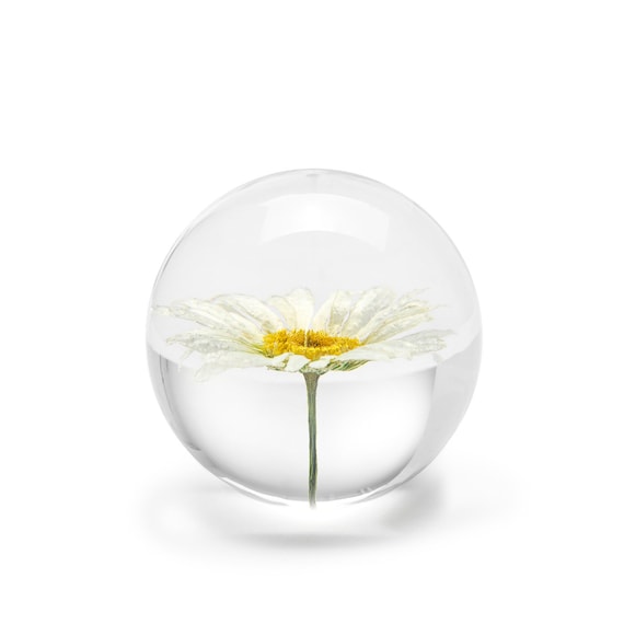 Handmade Daisy Flower Paperweight, 7 cm, White