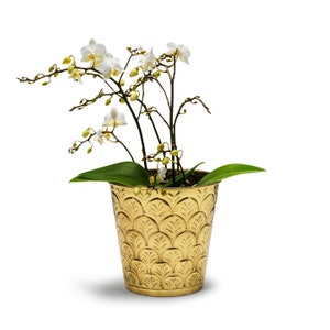 In Flore Cleo Leaf Pot / Planter, Brass