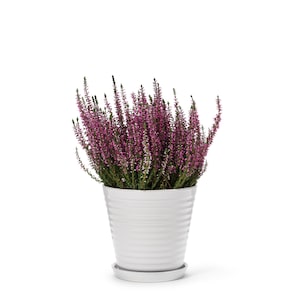 In Flore Lena Handmade Flowerpot and Saucer, White, 17 cm