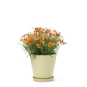 Op de afbeelding: Een plant in een pot met oranje bloemen in een lichtgele keramische pot met een schotel. De plant staat op een witte achtergrond.