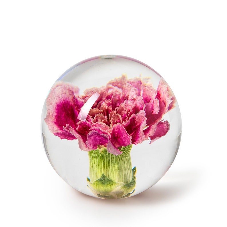 May include: A clear glass paperweight encasing a vibrant pink and magenta carnation flower. The flower's green stem and bud are visible at the base, creating a unique decorative piece. The paperweight is spherical and sits on a white background.