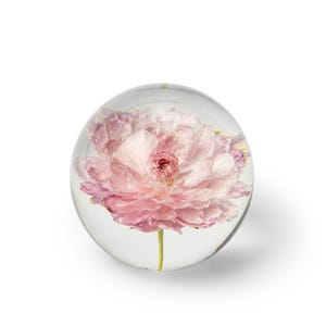 May include: A clear glass paperweight encasing a delicate pink flower. The flower has multiple layers of soft petals and a yellow-green stem. The paperweight is round and sits on a white surface.