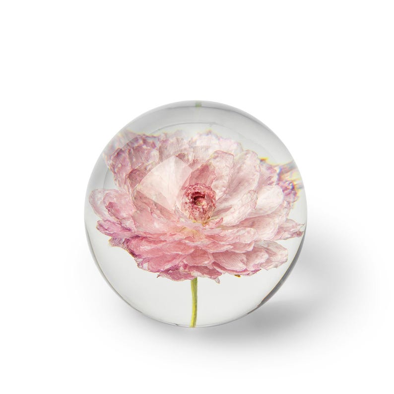 May include: A clear glass paperweight encasing a delicate pink flower. The flower has multiple layers of soft petals and a yellow-green stem. The paperweight is round and sits on a white surface.
