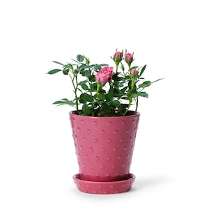 In Flore Astrid Pot and Saucer, Dark Pink