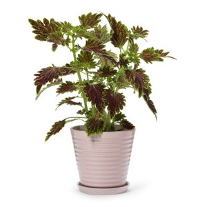 In Flore Lena Handmade Flowerpot and Saucer, Pink, 17 cm