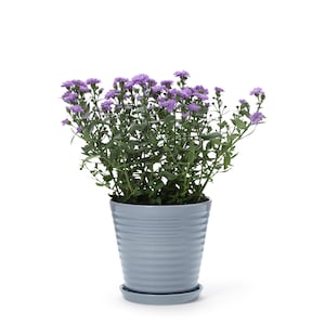 In Flore Lena Handmade Flowerpot and Saucer, Blue, 17 cm