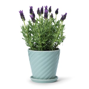 In Flore Sigrid Pot / Panter and Saucer, Green