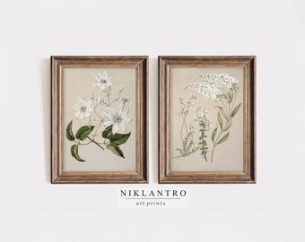 Set of 2 Vintage Botanical Prints | White Floral Wall Art | Antique Flower Illustrations
