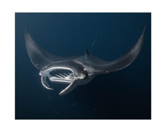 Manta Ray Poster | Satin Poster (210gsm)