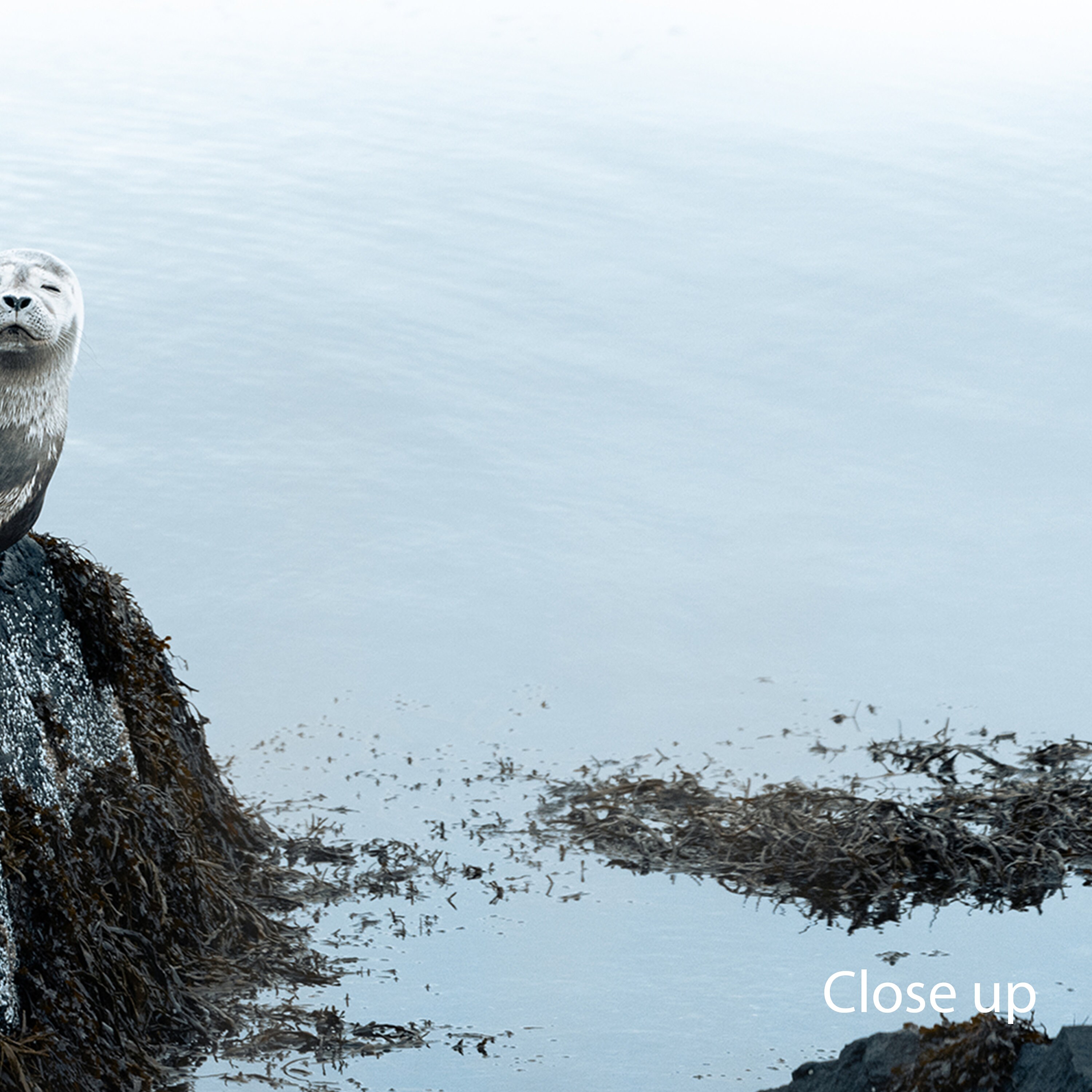 Arctic Sea Lions, Round Cute Seals, Wildlife Photography, Animal Wall 