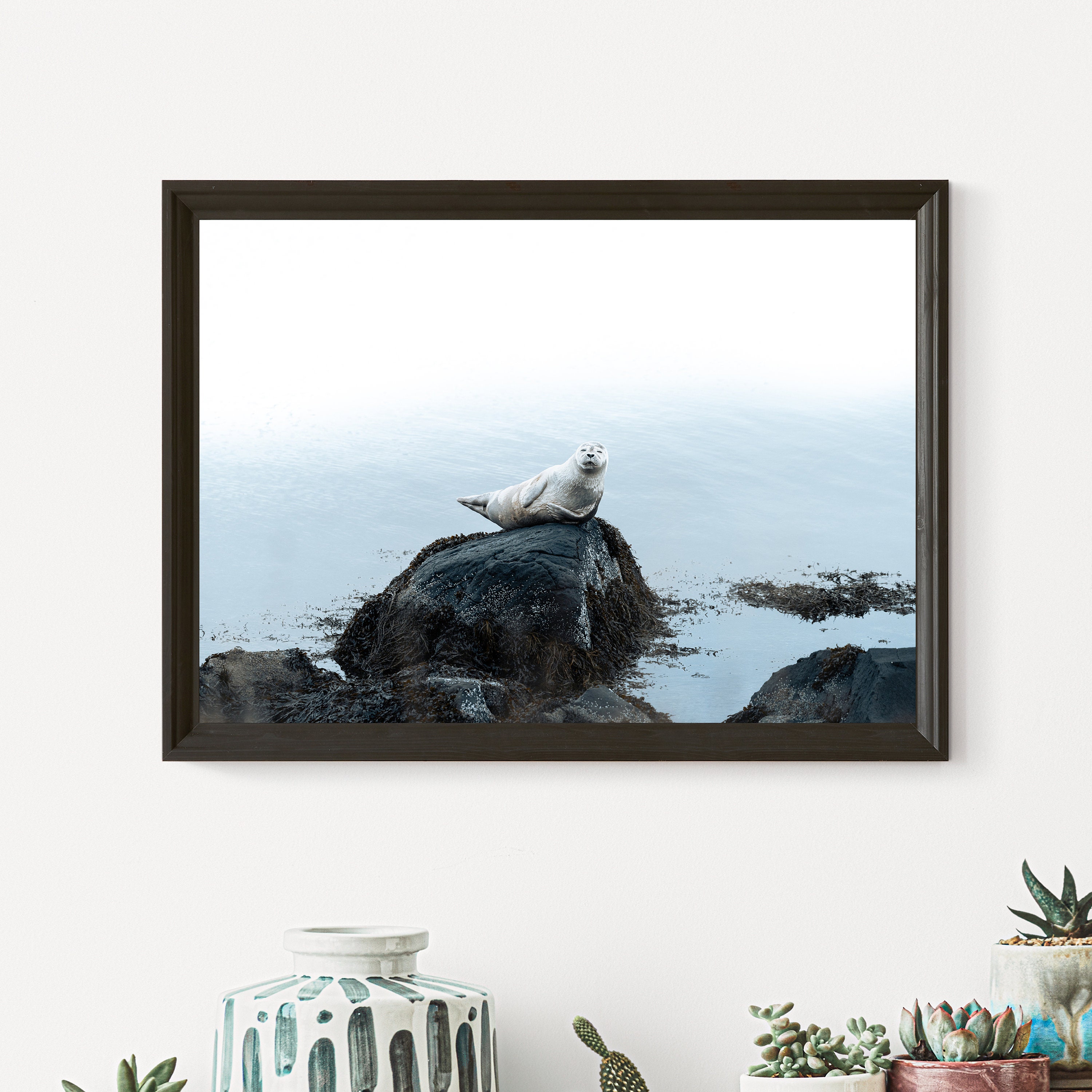 Arctic Sea Lions, Round Cute Seals, Wildlife Photography, Animal Wall 