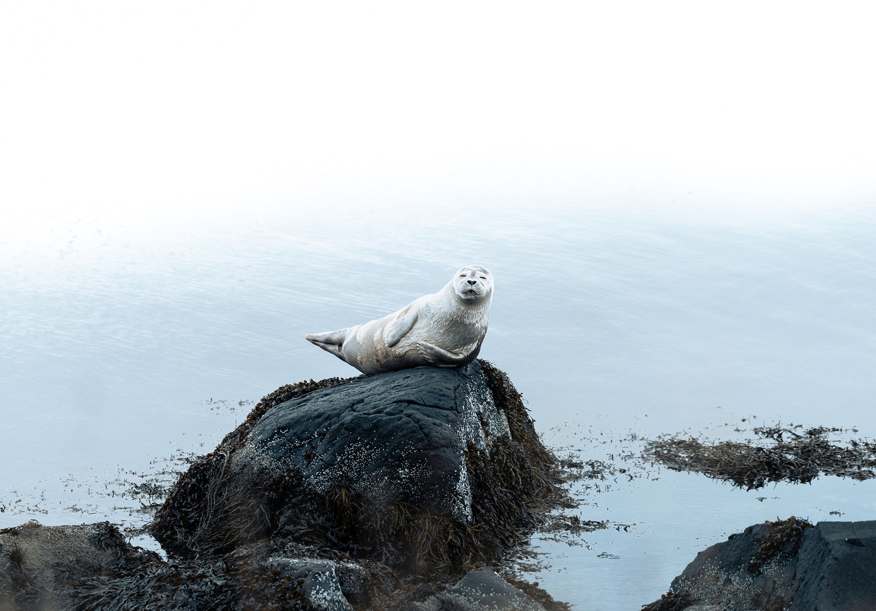 Arctic Sea Lions, Round Cute Seals, Wildlife Photography, Animal Wall 