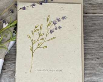 Lavender | Hand drawn | Plantable  Cards | Wildflower Seed Paper Card | Lavender "Royal Velvet"