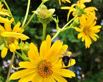 Bee & Sunflowers 11x14 - Photography
