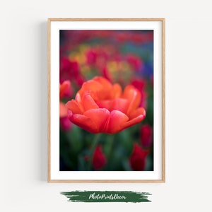 Red Tulip Wall Decor PRINT |  Colourful Floral Botanical POSTER, Flower Print gift