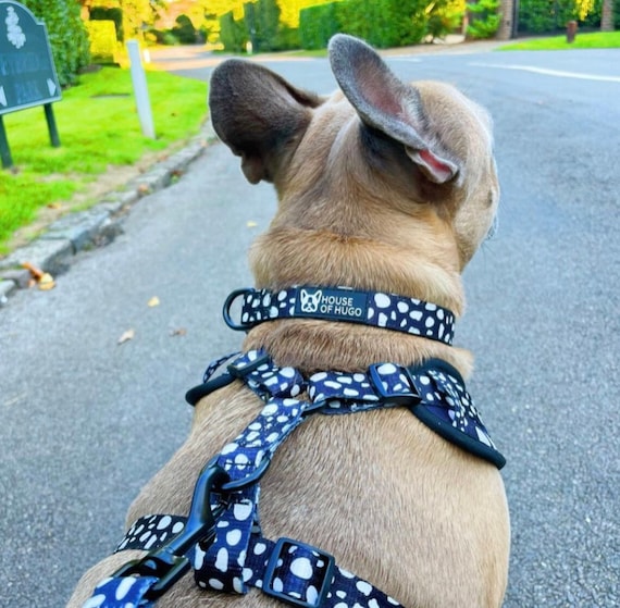 Large top dog accessories