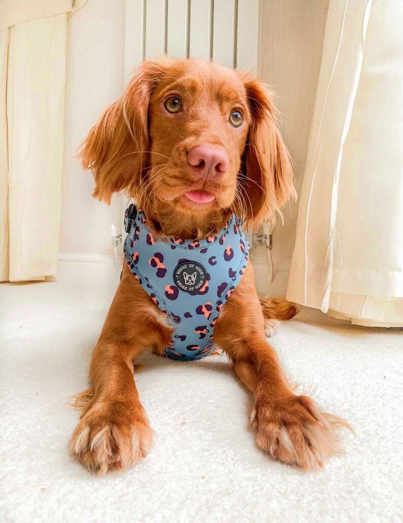 leopard print dog harness