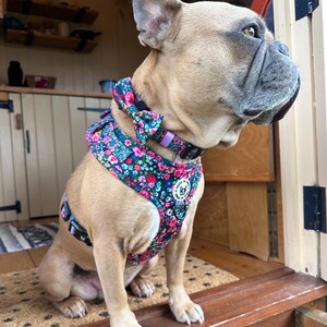 Puede incluir: Un bulldog franc&eacute;s con un arn&eacute;s floral para perros con una pajarita a juego. El arn&eacute;s es azul con flores rosas, blancas y verdes. El perro est&aacute; sentado en un escal&oacute;n de madera con una alfombra estampada.