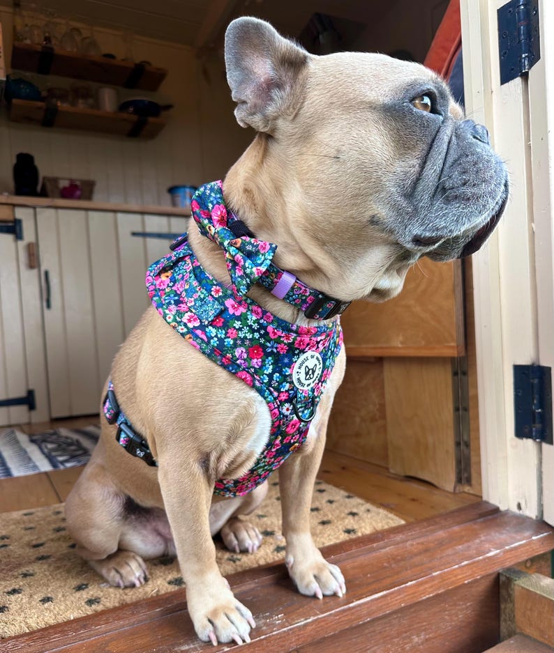 Puede incluir: Un bulldog franc&eacute;s con un arn&eacute;s floral para perros con una pajarita a juego. El arn&eacute;s es azul con flores rosas, blancas y verdes. El perro est&aacute; sentado en un escal&oacute;n de madera con una alfombra estampada.