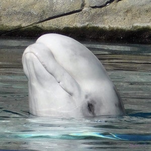 Beluga Wal Gesicht Foto digitaler Download