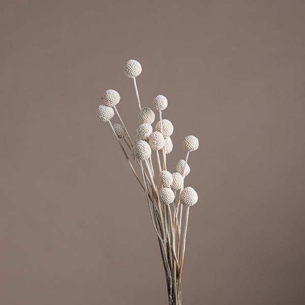 Dried Craspedia - White Billy Balls (10 Stems) / Dried Flowers Bulk / Wholesale Dried Flowers