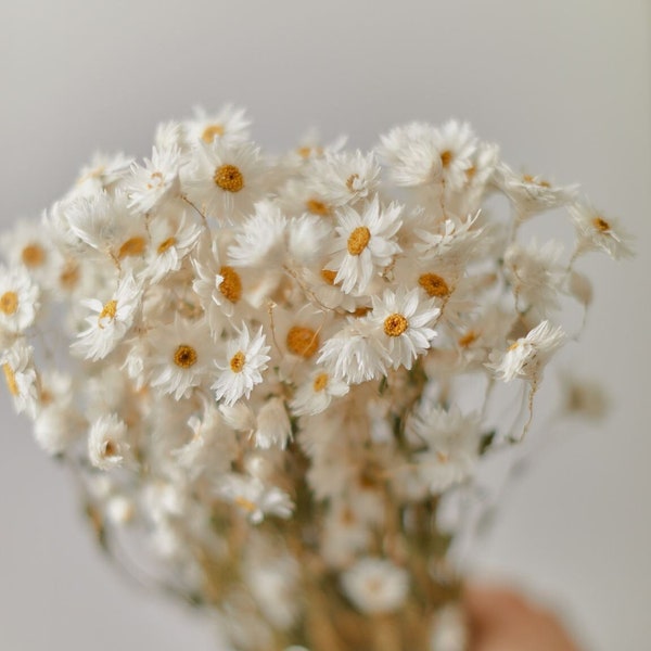 Dried White Daisies / Dried Rodanthe Natural / Rustic Home Decor / Rustic Wedding Decoration