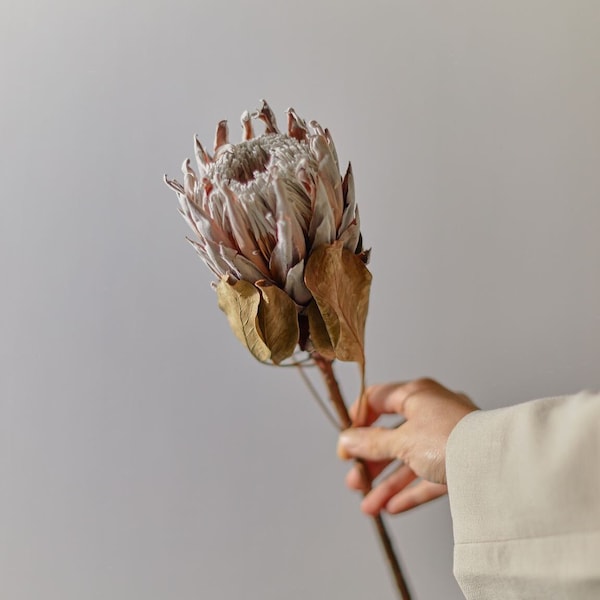 Getrockneter König Protea Natural Dusty Pink / Getrocknete Naturblumen Großhandel