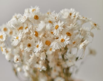 Dried White Daisies / Dried Rodanthe Natural / Rustic Home Decor / Rustic Wedding Decoration