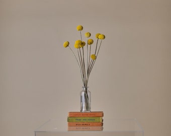 黄色の乾燥クラスペディアビリーボール - 10本