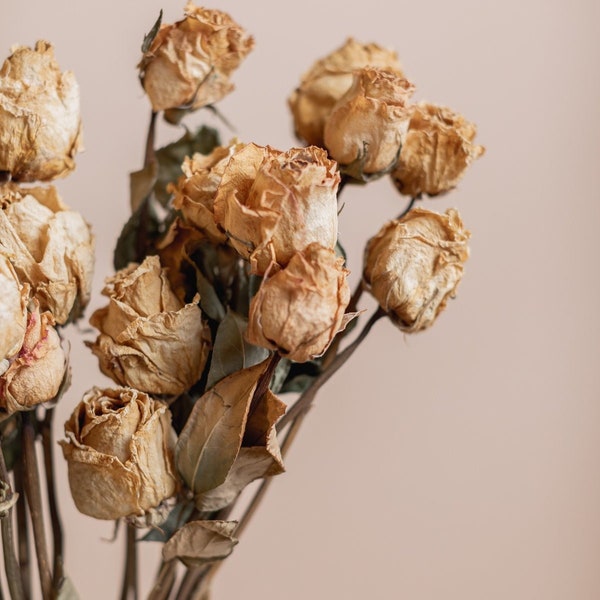 Dried Roses - Natural Pastel Yellow