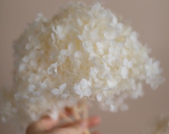 Preserved Stabilised White Hydrangea - High Quality