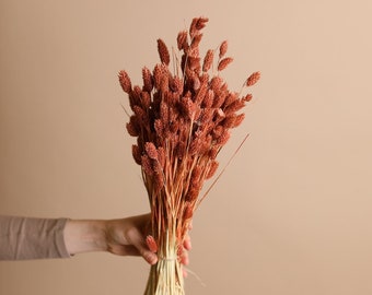 Dried Phalaris - Pastel Terracota Canary Grass