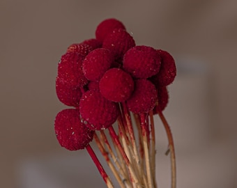 Hot Pink Dried Craspedia - Billy Balls (10 Stems) / Dried Flowers Bulk / Wholesale Dried Flowers