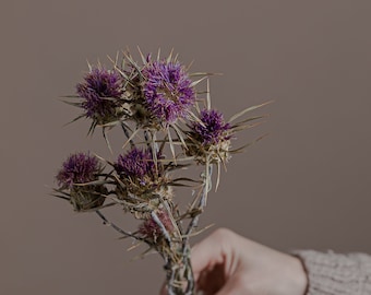 Cardo salvaje italiano - Flores de alcachofa púrpura preservadas